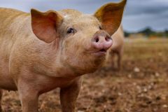 LivestockPigs1