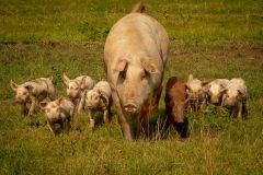 LivestockPigs10