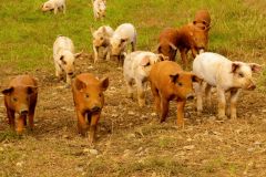 LivestockPigs11