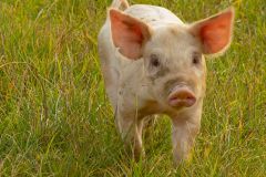 LivestockPigs12