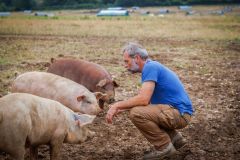 LivestockPigs13