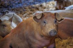 LivestockPigs14