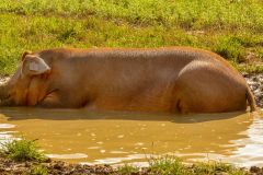 LivestockPigs15