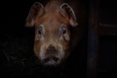 LivestockPigs2