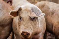 LivestockPigs3