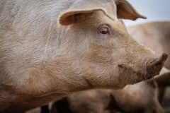 LivestockPigs4