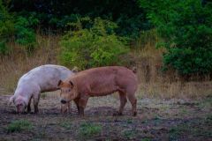 LivestockPigs5