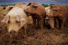 LivestockPigs6