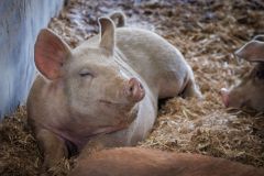 LivestockPigs7
