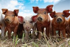 LivestockPigs8