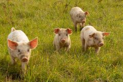 LivestockPigs9