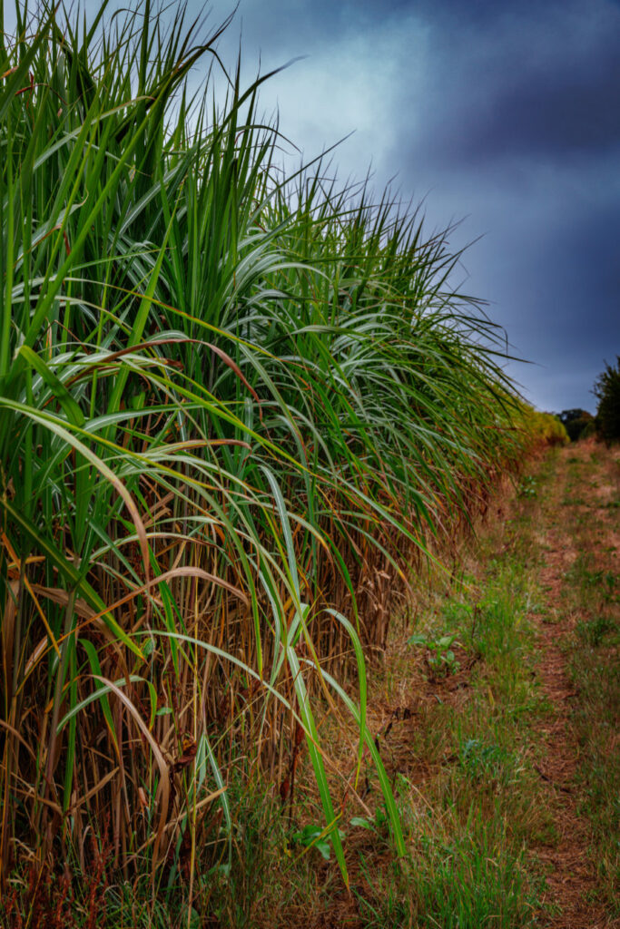 FarmMiscanthus 17-08-22aa