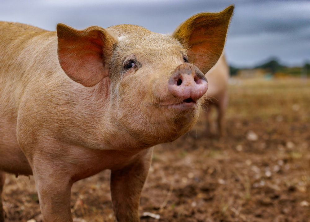 LivestockPigs 17-08-22aa