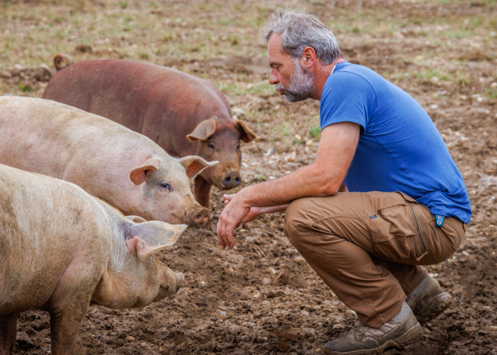 LivestockPigs 17-08-22ax