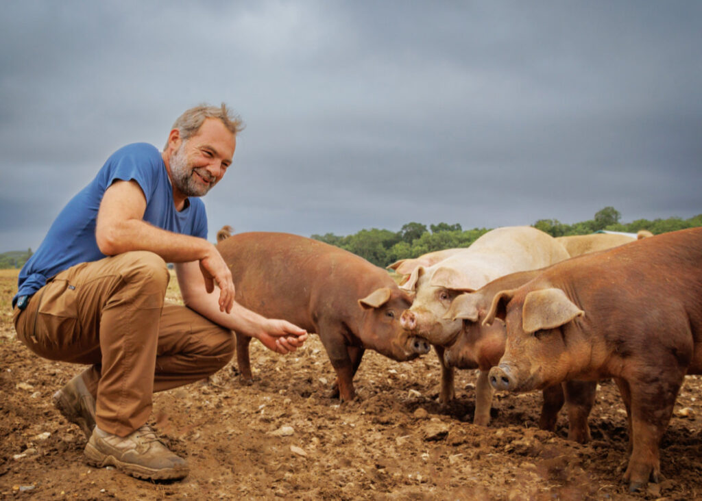 LivestockPigs 17-08-22az