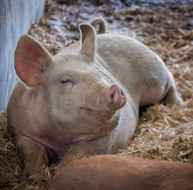 LivestockPigs 17-08-22bj