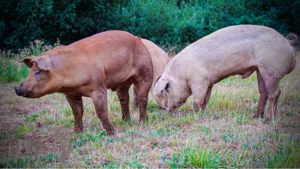 LivestockPigs 17-08-22cD