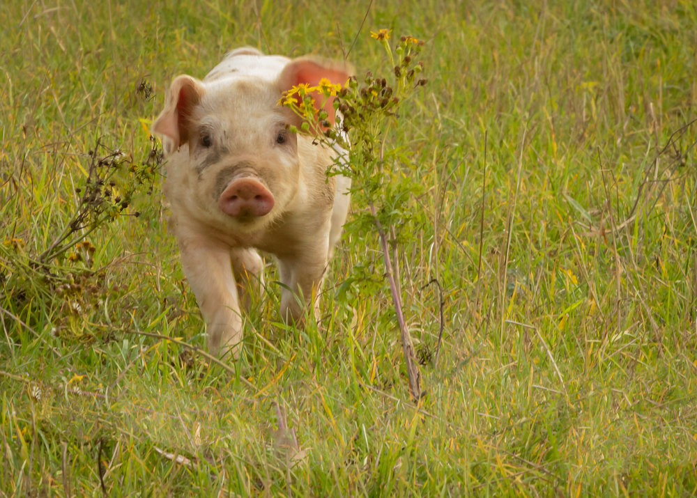 LivestockPigs 21-09-21ab